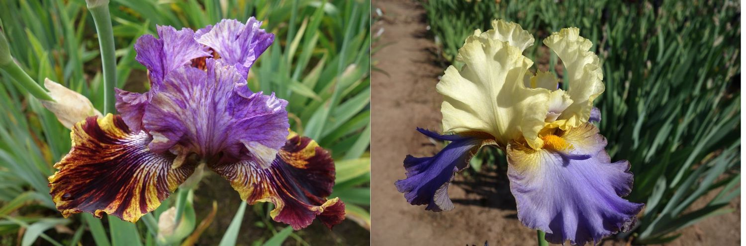 20 Emotaxilit x Helionsolarion Sämlingsgruppe