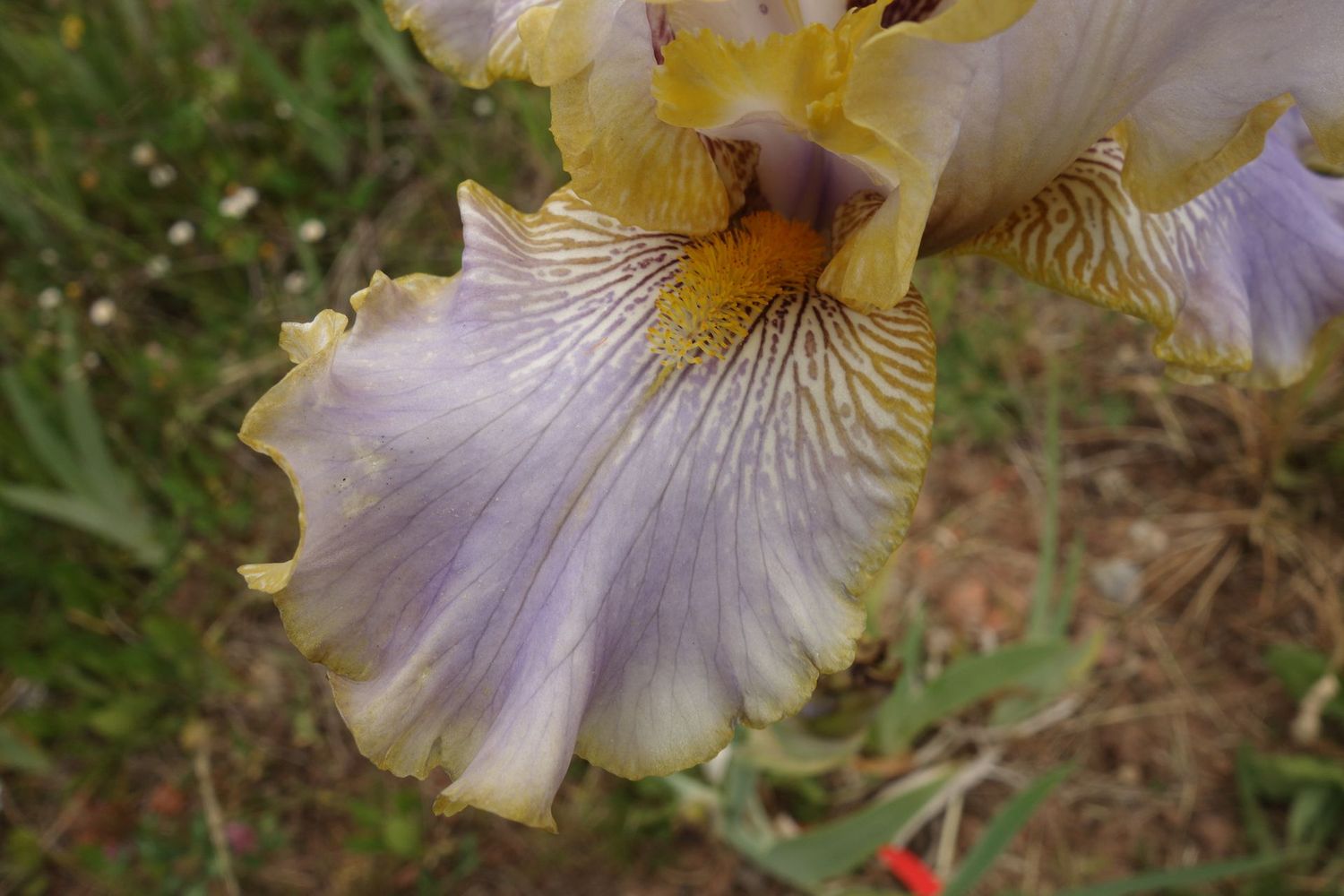 20 Hinsovila 1 Ros + Geschwister