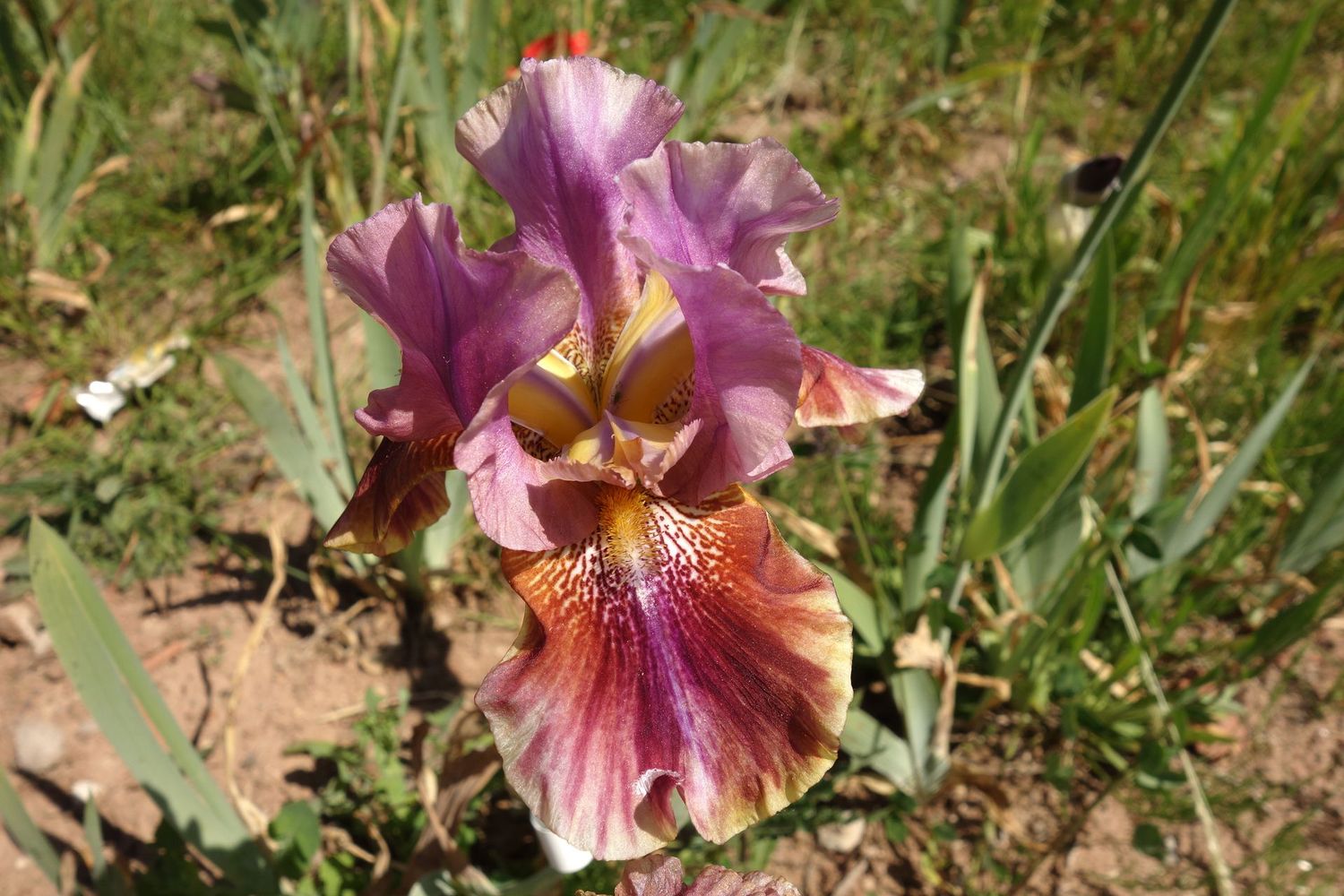 20 Die Laughing x Knibableth Sämlingsgruppe