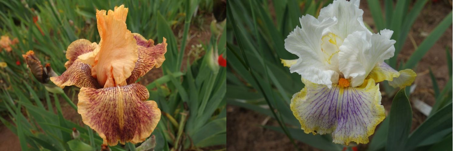 20 Kasuahelix x Luftophono Sämlingsgruppe