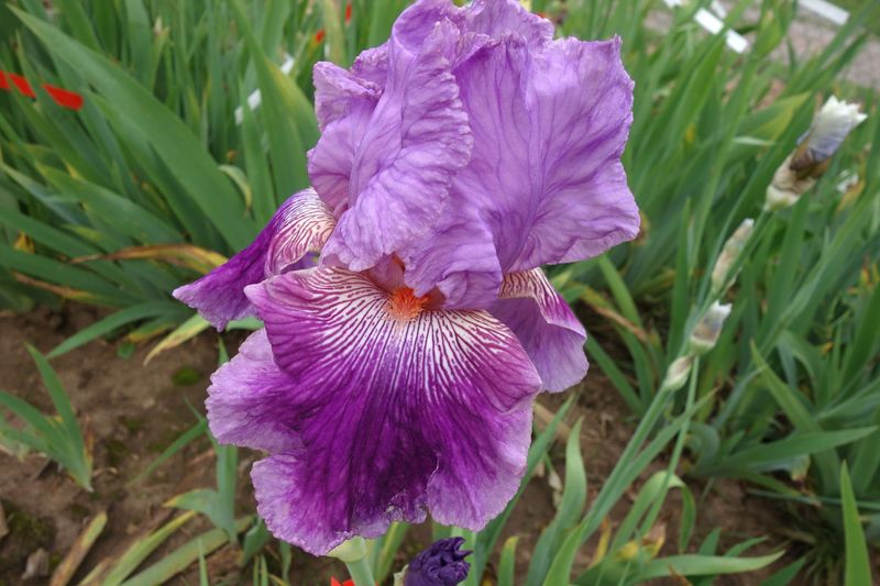 20 Lechzofrem x Hilmaphon Sämlingsgruppe