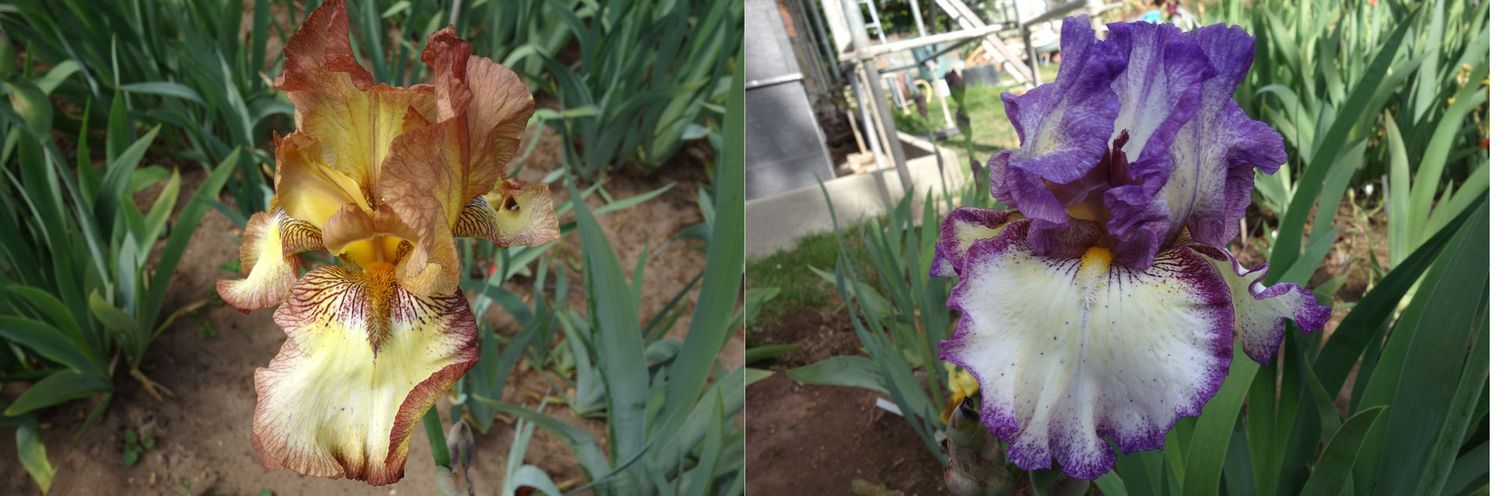 20 Jaytauxfax x Jillopanax Sämlingsgruppe