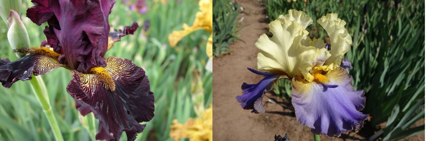 20 istnixatrill x Helionsolarion Sämlingsgruppe