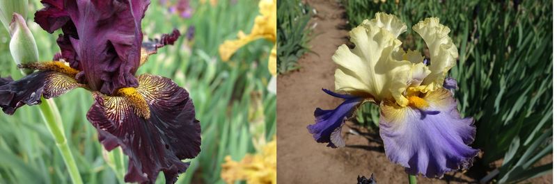 20 istnixatrill x Helionsolarion Sämlingsgruppe