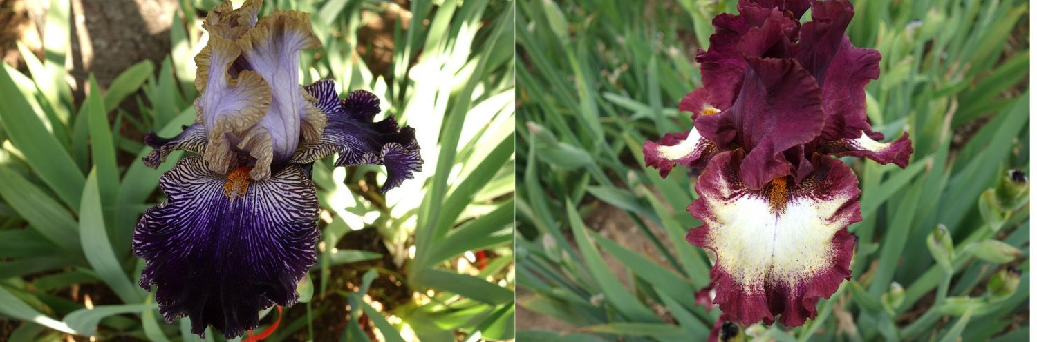 20 Juliprotranat x Class Ring Sämlingsgruppe