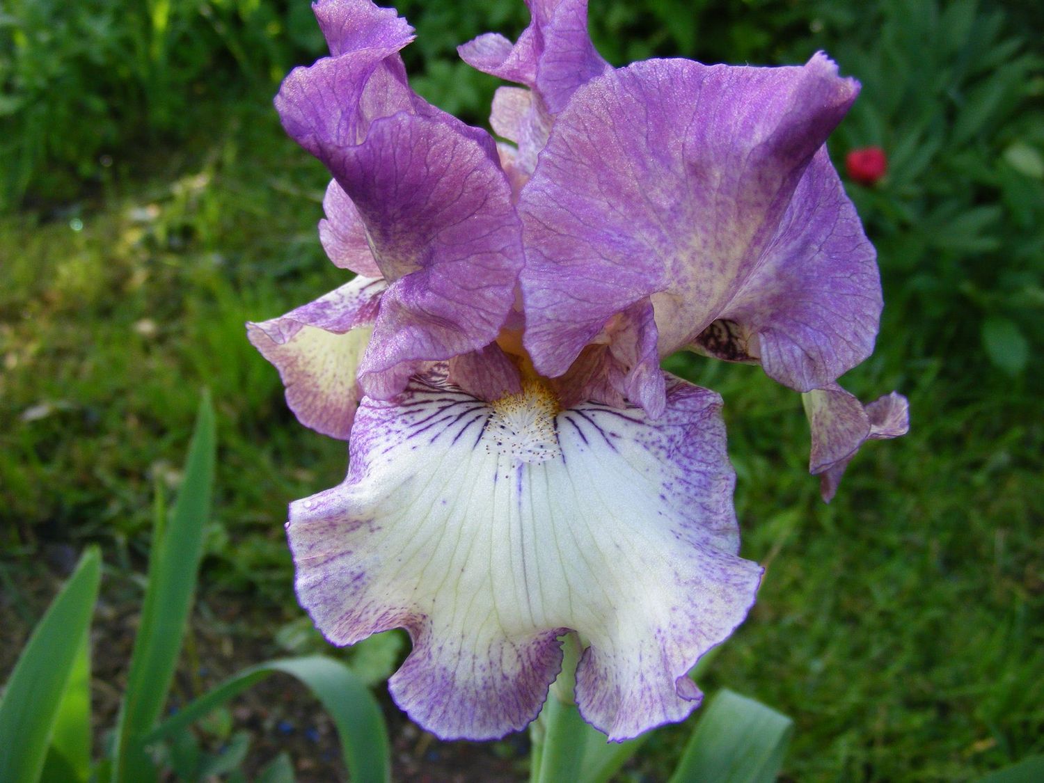 20 Ichtybutan Sämlingsgruppe