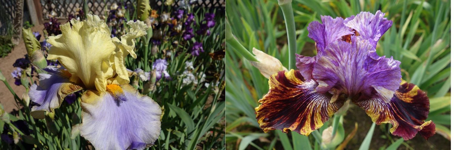 20 Heuchonex x Emotaxilit Sämlingsgruppe