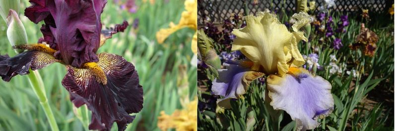 20 Istnixatzrill x Heuchonex Sämlingsgruppe