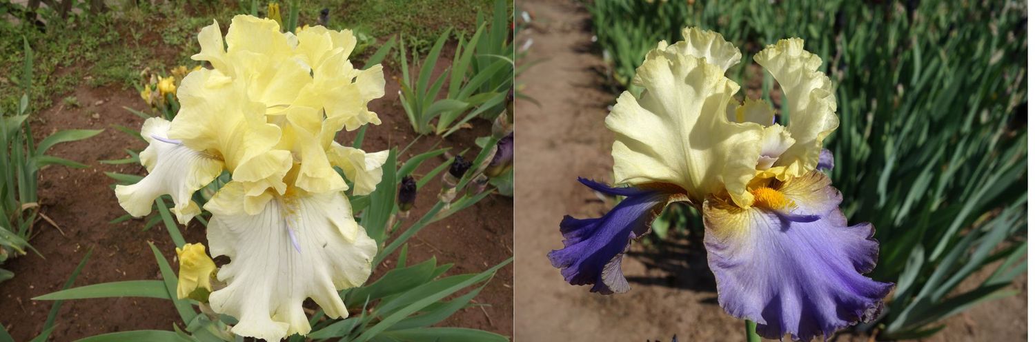 20 Ifrosteggo x Helionsolarion Sämlingsgruppe