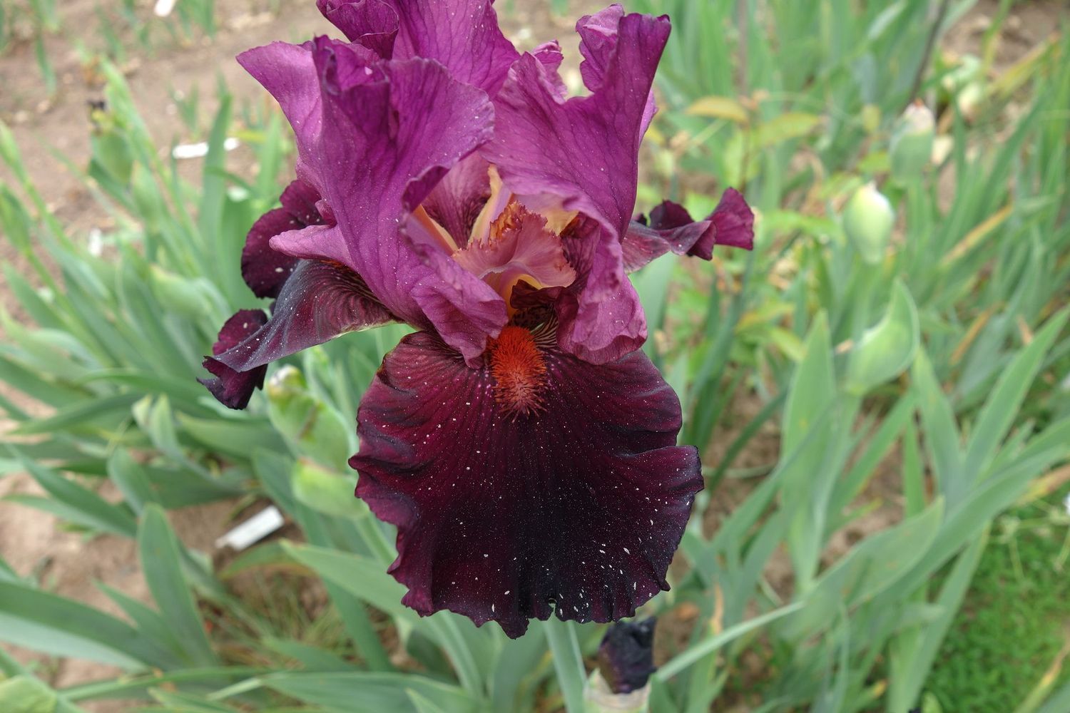 20 Juzzaquall Sämlingsgruppe