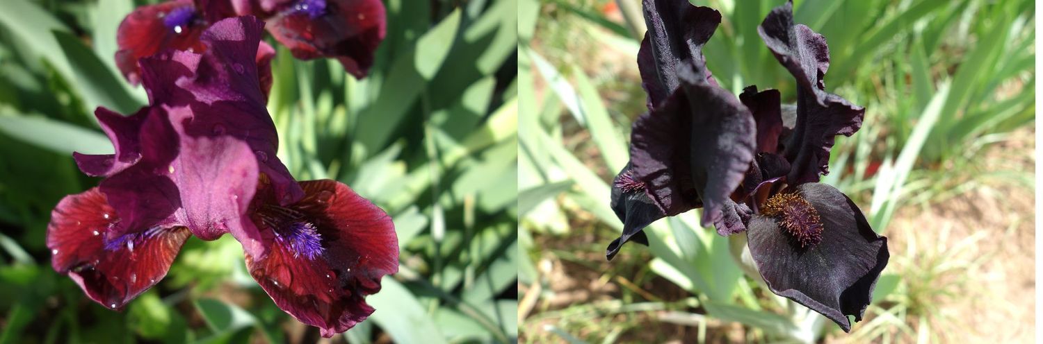 20 Chromadiram x Kohlabrink Sämlingsgruppe