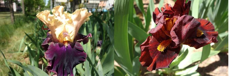 20 Juloprecht x Fire Sämlingsgruppe