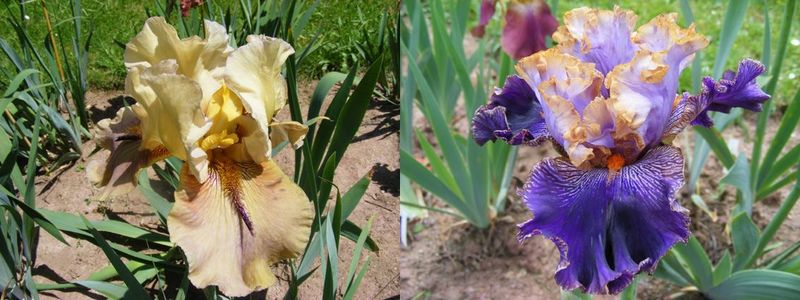 14 Tb x BP Sämlingsgruppe