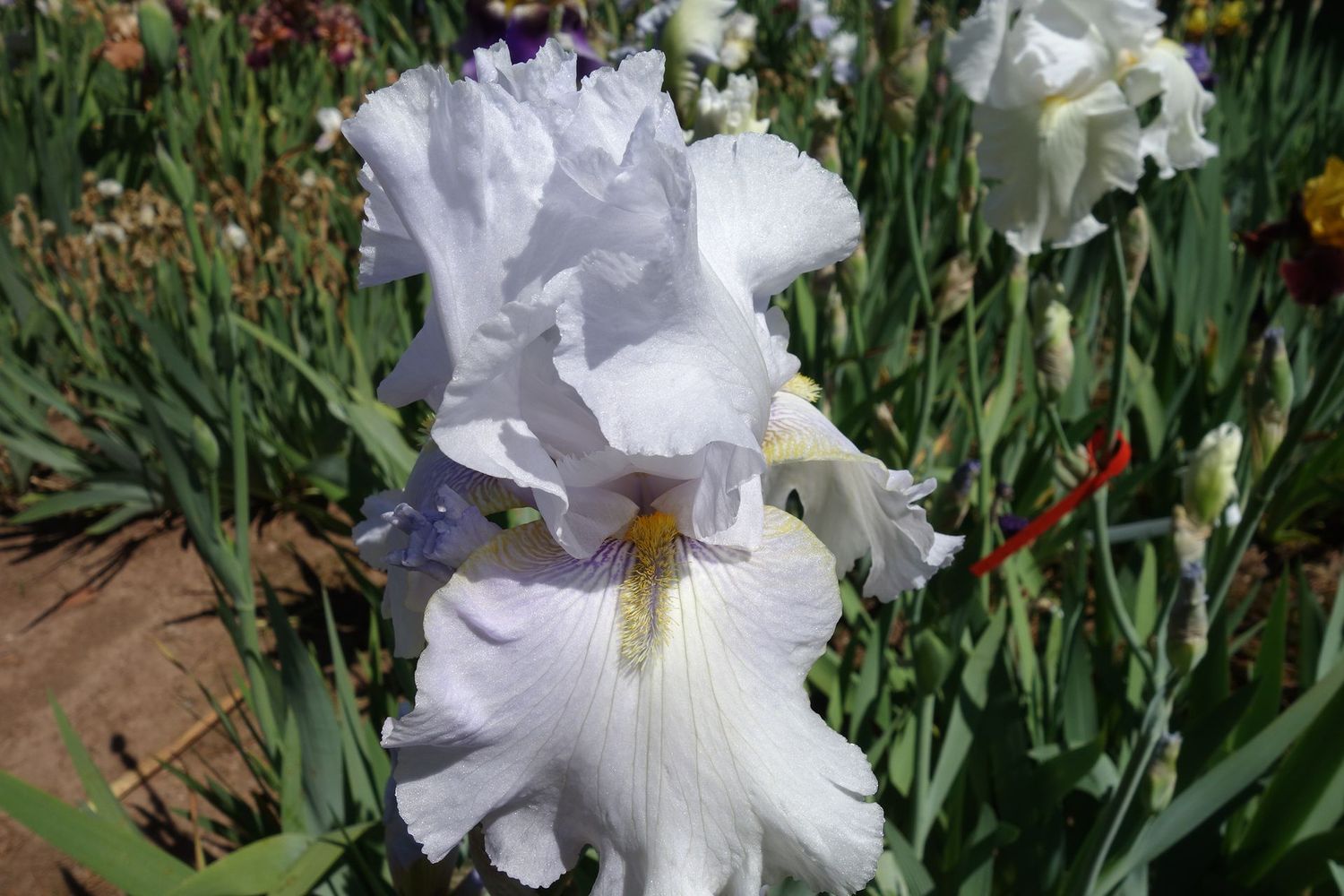 16 Huxu x Wife 4 Zitronenkuchenduft