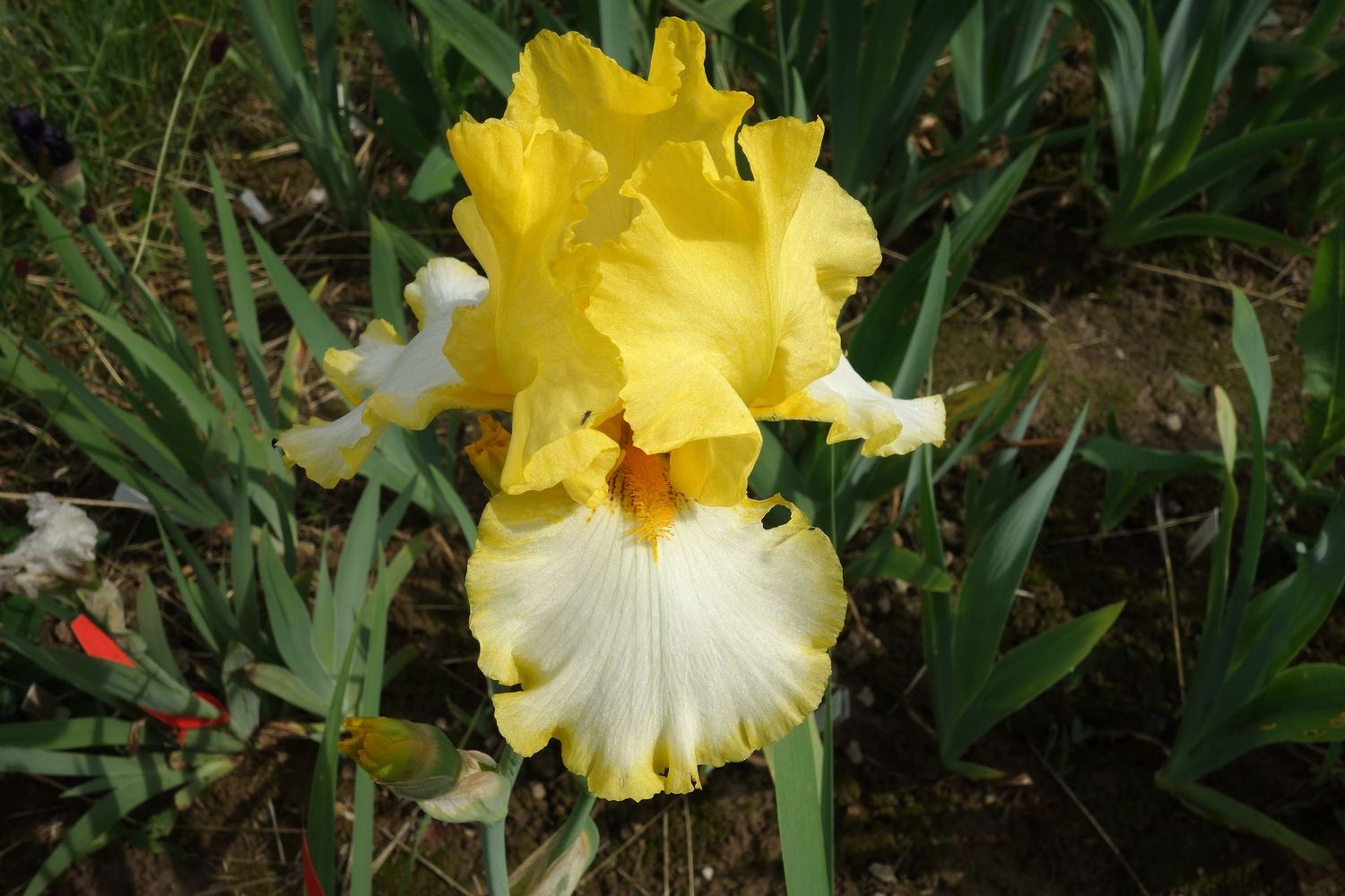 19 Idollabohn x ClRi 1 Bir