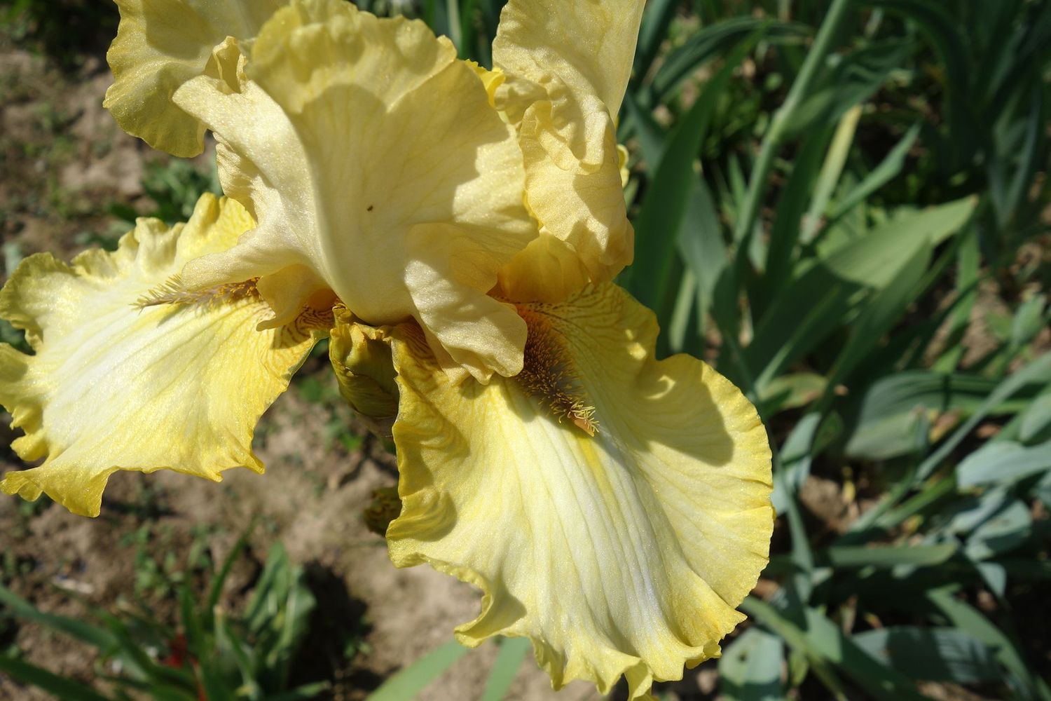 19 Ilsozosta x Istnixatrill 2 Bir