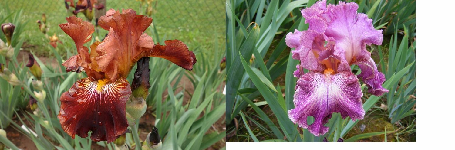 19 Ammpleia x Cewylanax Sämlingsgruppe