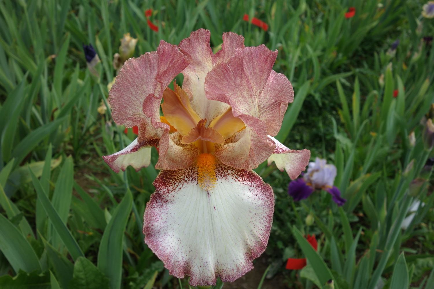 19 Idollabohn x ClRi 2 Bir