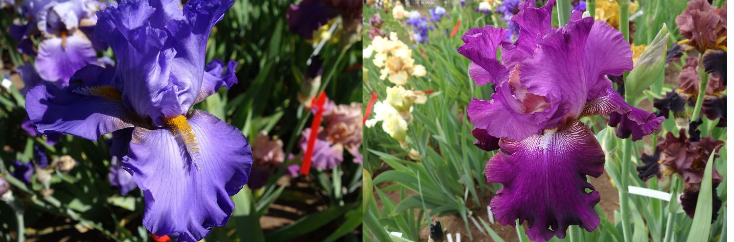 19 Iwaluhma x Ifomyrtel Sämlingsgruppe