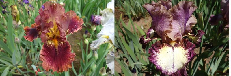 19 Itatoraxal x Heartfelt Sämlingsgruppe