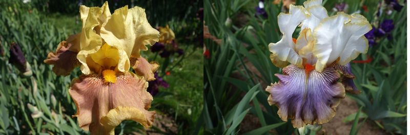 20 Juggoprem x Joffitrullan Sämlingsgruppe