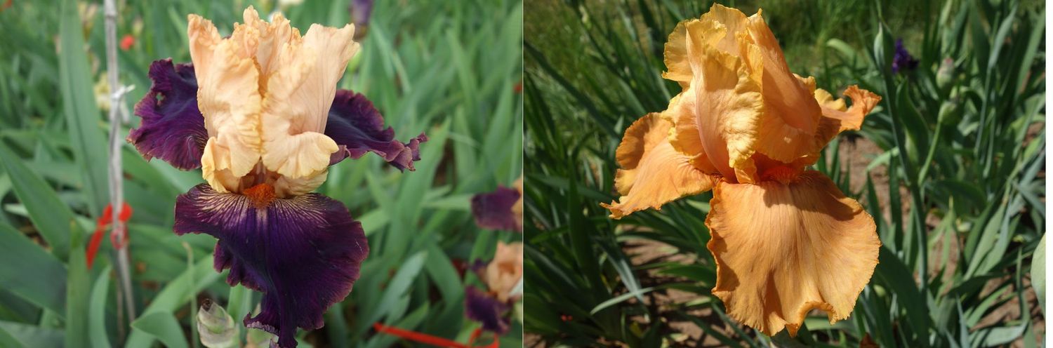 20 Jowiblaste x Jeutaremma Sämlingsgruppe