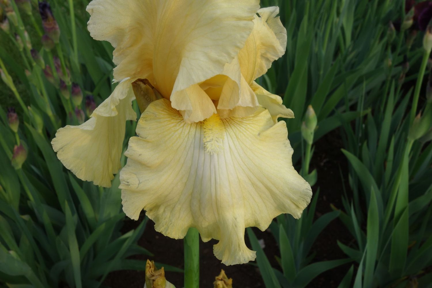 20 Ishtropso Sämlingsgruppe