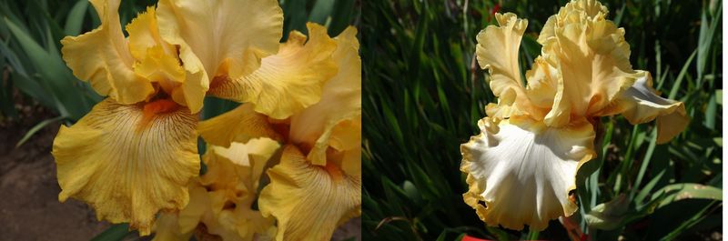 20 Iztrabimmel x Jaxizahmar Sämlingsgruppe