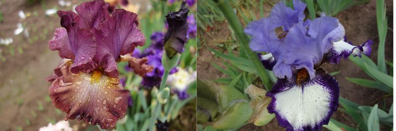 20 Cinque Terre x Lieboglastes Sämlingsgruppe