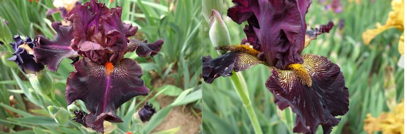 20  Jafolyste x Istnixatrill Sämlingsgruppe