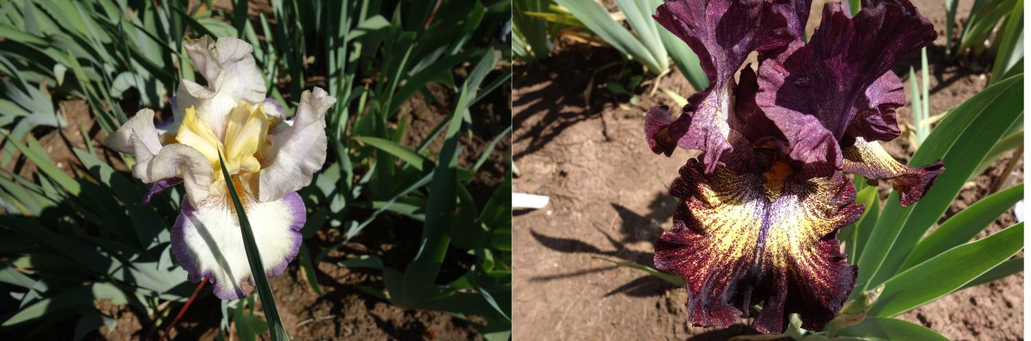 20 Jalozomax x Are you free Sämlingsgruppe 20 Jalozomax x Are you free Sämlingsgruppe