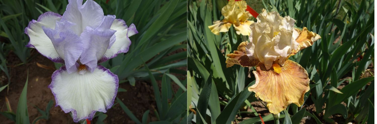 20 Jubasolim x Joquellanes Sämlingsgruppe