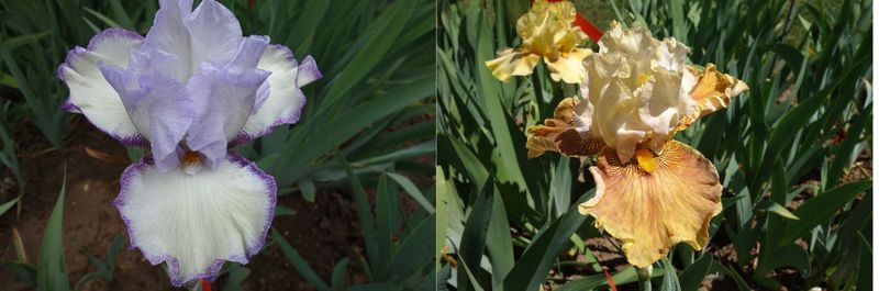 20 Jubasolim x Joquellanes Sämlingsgruppe