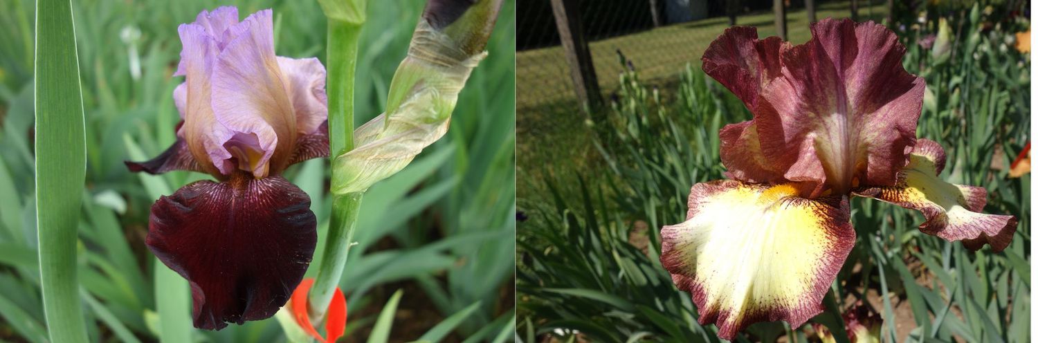 20 Jifrolehm x Jurgowelvers Sämlingsgruppe