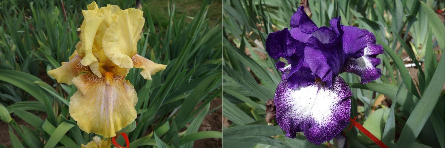 20 Jipplakrumphes x Ipplokluste Sämlingsgruppe 20 Jipplakrumphes x Ipplokluste Sämlingsgruppe