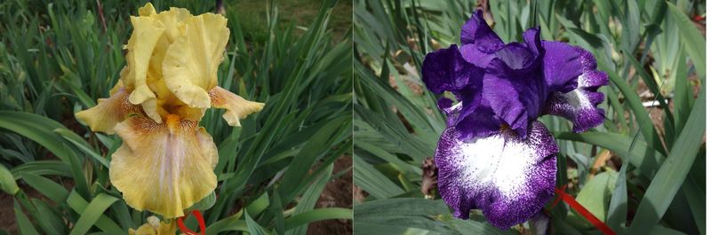 20 Jipplakrumphes x Ipplokluste Sämlingsgruppe