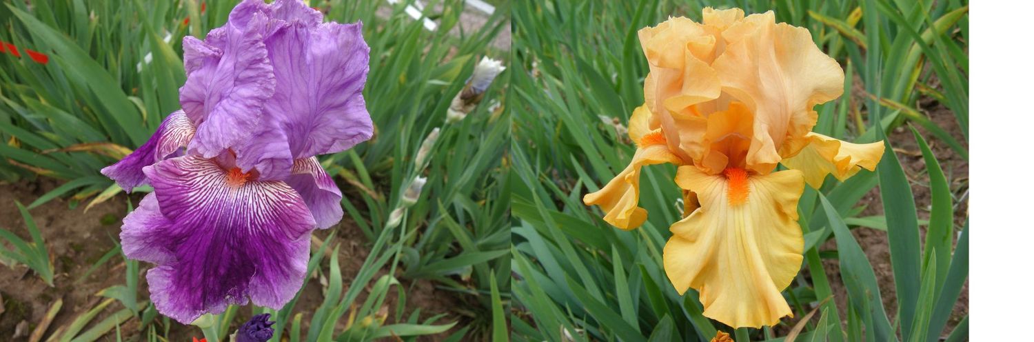 20 Lechzofrem x Hilmaphon Sämlingsgruppe 20 Lechzofrem x Hilmaphon Sämlingsgruppe