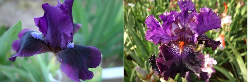 20 Kammosept x Jufawollax Sämlingsgruppe