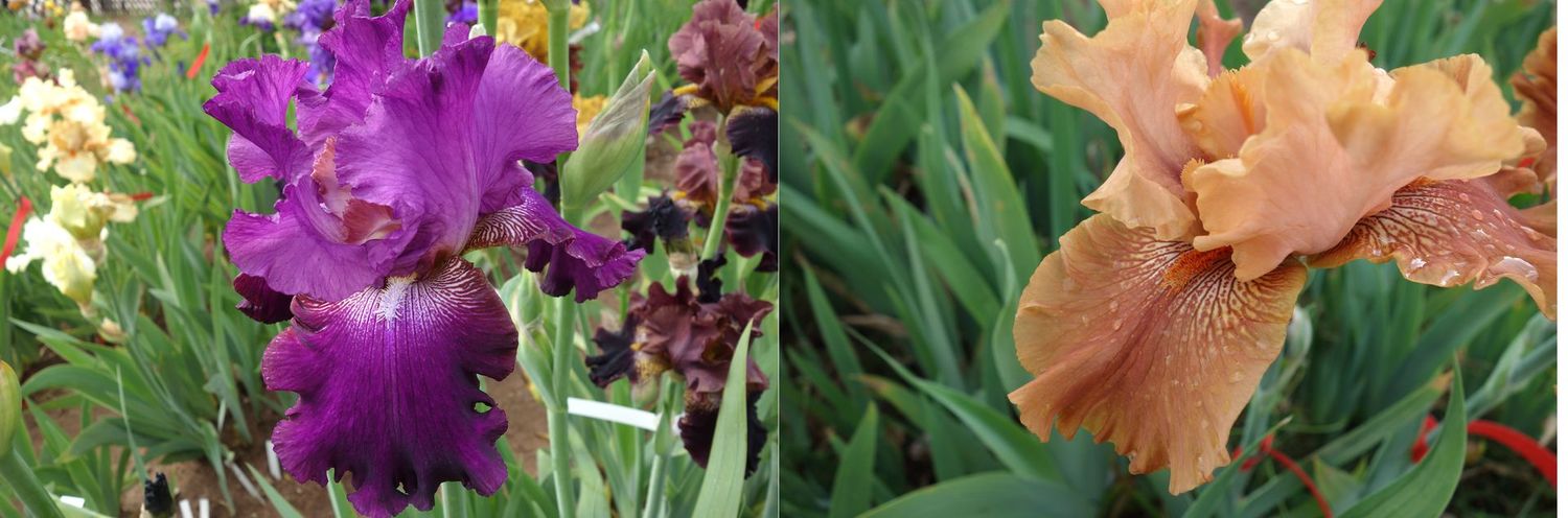 20 Ifomyrtel x Kollasham Sämlingsgruppe