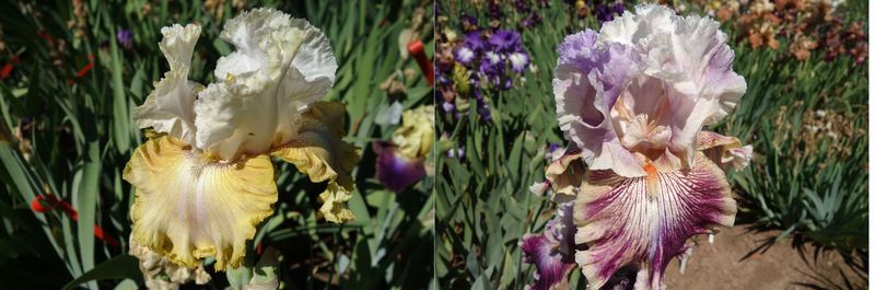 20 Jeinofraxom x Die Laughing Sämlingsgruppe