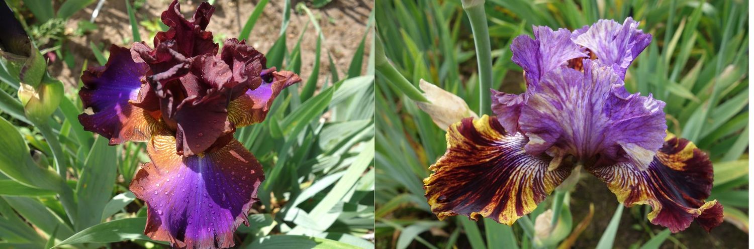 20 Igrotamon x Emotaxilit Sämlingsgruppe