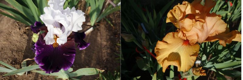 20   Private Matters x Jexatrumpf Sämlingsgruppe