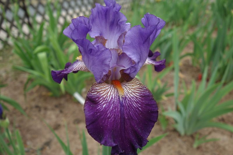 20 Iffamiddar Sämlingsgruppe