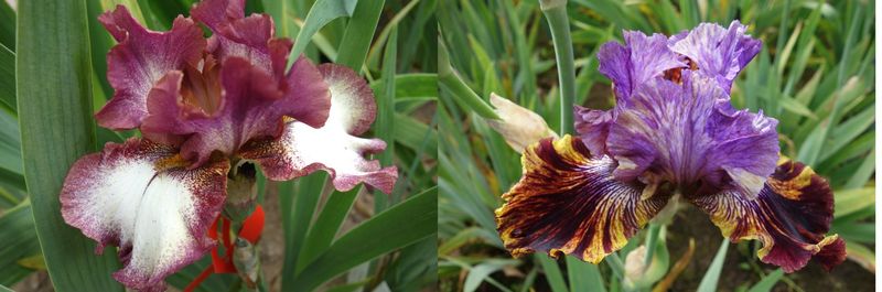 20  Leiraholla x Emotaxilit Sämlingsgruppe