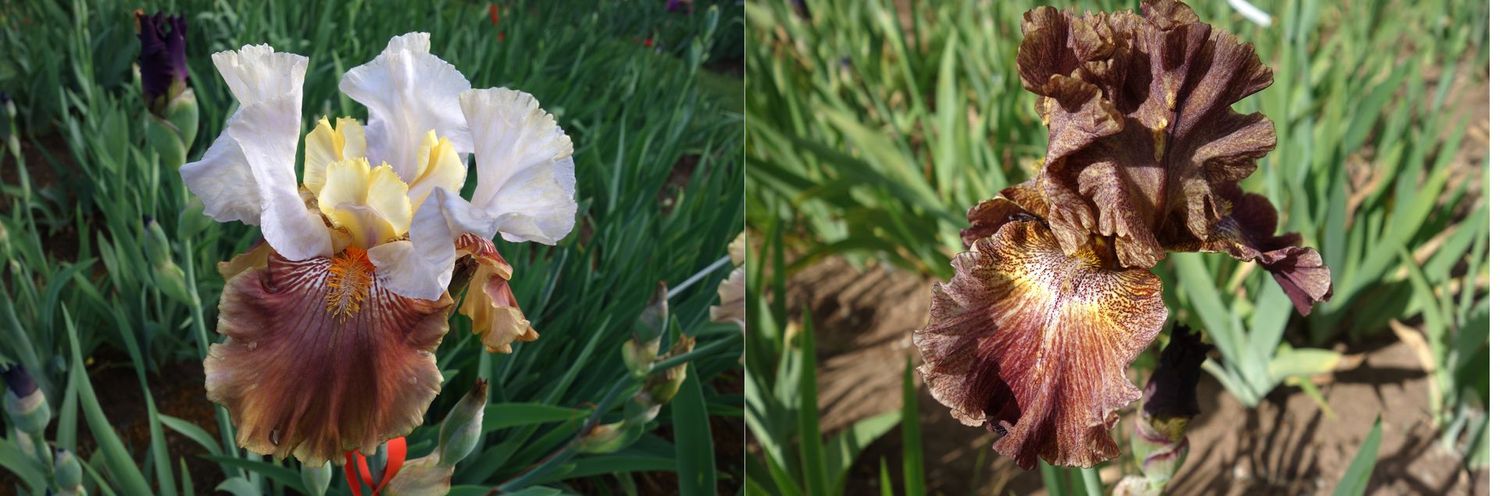 20 Jaggazomal x Iwertosyc Sämlingsgruppe