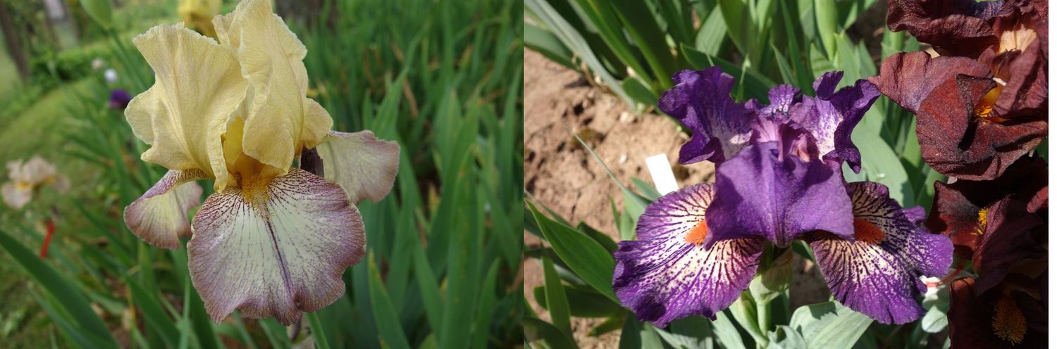 20 Jupalkast x Jeanny Any Dots Sämlingsgruppe