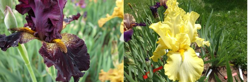 20  Istnixatrill x Jawollabrast Sämlingsgruppe