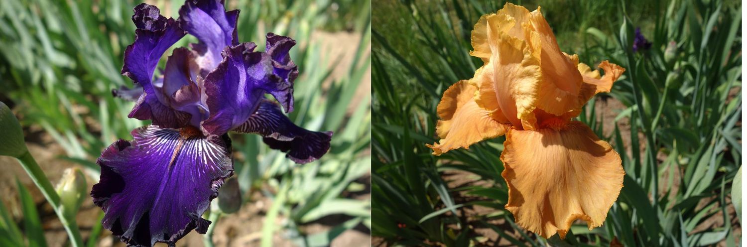 20 Hunnarobina x Jeutaremma Sämlingsgruppe