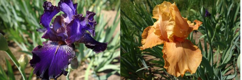 20 Hunnarobina x Jeutaremma Sämlingsgruppe