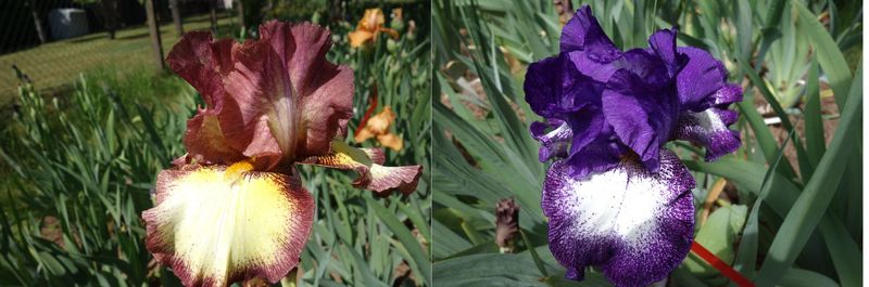 20  Jurgowelvers x Ipplokluste Sämlingsgruppe